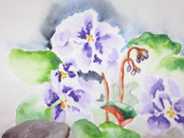 African Violets