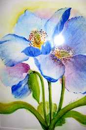 Himalayan Blue Poppies